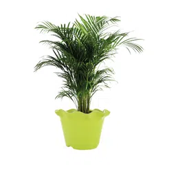 Kuber Industries White & Green 2 Pieces Blossom Planters image 4