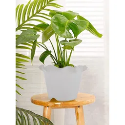 Kuber Industries White & Pink 3 Pieces Blossom Planters-picture-26