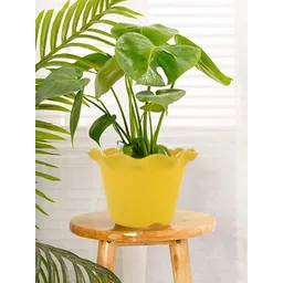 Kuber Industries White & Yellow 2 Pieces Blossom Planters-picture-14