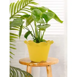 Kuber Industries Yellow 5 Pieces Blossom Planters-picture-18