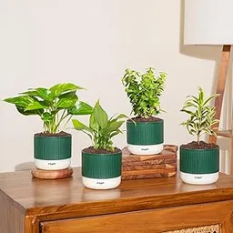 Kyari Combo of 4 Indoor Plants – Jade, Peace Lily, Song of India, Money Variegated with Green Self-Watering Mylo Pot – 3.5 Inch-picture-18