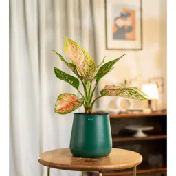 kyari Aglaonema Pink Valentine Plant With Aura Metal Pot- Green-picture-22