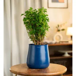 kyari Aralia Green With Aura Pot- Blue-picture-19