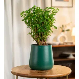 kyari Aralia Green With Aura Pot- Green-picture-15