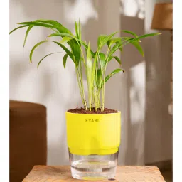 kyari Areca Palm Plant With Self Watering Pot- Green-picture-35