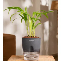 kyari Areca Palm Plant With Self Watering Pot- Grey-picture-34