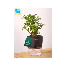 KYARI Black Lucky Jade Plant with Pot-picture-23