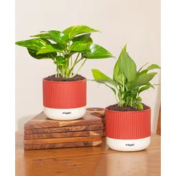 Kyari Combo Money Variegated & Peace Lily-picture-11