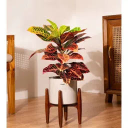 kyari Croton Petra With Zen Pot - Cream-picture-37