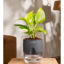 kyari Golden Money Plant Plant With Self Watering Pot- Grey-picture-25