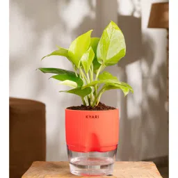 kyari Golden Money Plant With Self Watering Pot- Red-picture-31