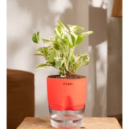 kyari Money Ninchjoy Plant With Self Watering Pot-Red-picture-21