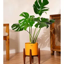kyari Monstera Deliciosa With Zen Pot - Orange-picture-31