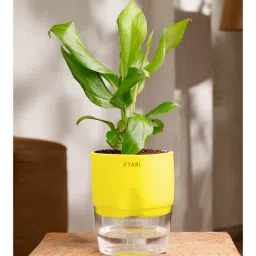 kyari Peace Lily Plant With Self Watering Pot-Green-picture-25