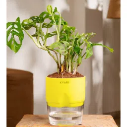 kyari Philodendron Broken Heart Plant With Self Watering Pot- Green-picture-26