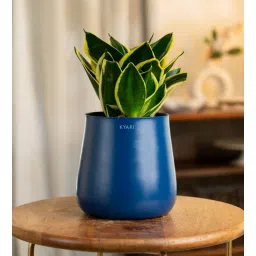 kyari Sansevieria Golden Hahni With Aura Pot- Blue-picture-10