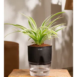 kyari Spider Plant With Self Watering Pot-Black-picture-13