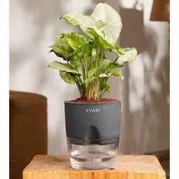 kyari Syngonium Pixie White Plant With Self Watering Pot- Grey-picture-14