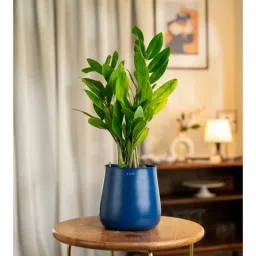 kyari Zz Plant With Aura Pot - Blue-picture-17