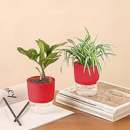 KYARI Zamia Green (ZZ)-Spider Combo of 2 Indoor Plants for Living Room | Live Plants | Plants with Red Pot for Home Air purifier plants | Plants for Home Decor | Plants for garden-picture-29