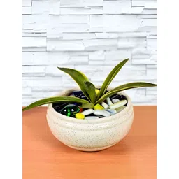 LASAKI White Textured Ceramic Planter With Plate image 3