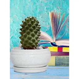 LASAKI White Textured Ceramic Planter With Tray Plate-picture-12
