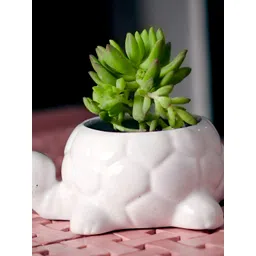 LASAKI White Textured Tortoise Shape Ceramic Planter-picture-31