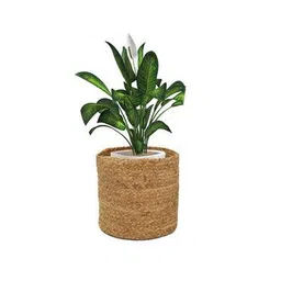 lavichitra Set of 2 Braided Jute Planter Baskets-picture-25