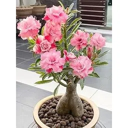 Live Adenium Bonsai Plant With Colourful Flowers - Desert Rose Bonsai Tree Pack Of 1-picture-22