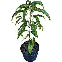 Live Amrapali Mango Dwarf Grafted Fruit Plant - Healthy Outdoor Plant With Pot-picture-17