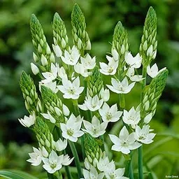 Live Green Ornithogalum - Chincherinchee Flower Bulbs Perfect for Any Gardening (Pack of 10 Bulbs)-picture-17