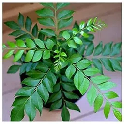 Live Kadi Patta/Curry Leaves Ayurvedic Plant (Curry patta plant)-picture-27