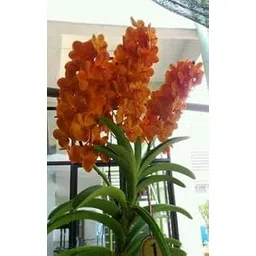 Live Orchid Plant, Multicolour Flowering Plant Pack Of 2 S_6-picture-18