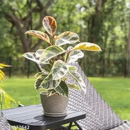 Live Rubber Plant Ficus Elastica, Indoor Houseplant with Dark Green Leaves, 50 cm Height, for Home Decor(Pack of 1) NLH_5-picture-16