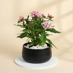 Lovely Pink Pentas Plant With Black Planter-image-16