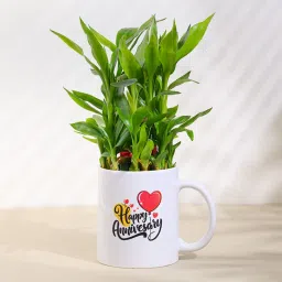 Lucky Bamboo In Cute Anniversary Mug-picture-11