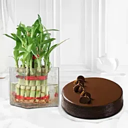 Lucky Bamboo Truffle Cake Combo-picture-10