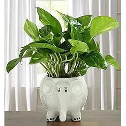 luminescence Baby Elephant Shaped Ceramic Indoor Flower Pot Planter Indoor Outdoor Planter Handicraft Plant Container Set (Ceramic) White Colour Size 5 INCH Pack of 1-picture-30