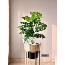 MASON HOME Artificial Botanic Monstera Plant - 2 Feet | Realistic Plant - Trees - Flowers | Indoor Tropical | Home - Shop - Office | Gifting - Décor - Ambience - Durable | No Maintenance-picture-12