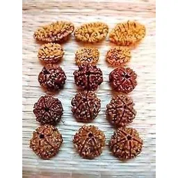 mautik sadiwala 2, 3, 4, 5, 6 Mukhi Natural Rudraksha, Standard Size, Brown - Set of 20 Beads, 4 Pieces Each-picture-33