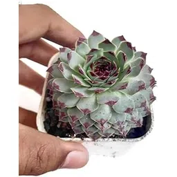 M.D. FARM AND NURSERY | Sempervivum hirtum (Laxmi Kamal) Live Succulent with pot – Decorative Indoor Plant | Good Luck Plant | Best vastu plant | Perfect for Office & Gifting-picture-26