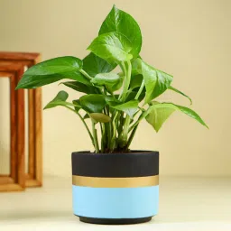 Money Plant In Blue Mist Terracotta Pot-picture-24