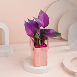 Money Plant In Pink Basket Pot-picture-12