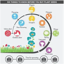 moonqulty Red Lady Finger Seeds, Lal Bhindi, Okra Seed image 4