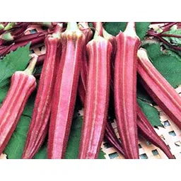 moonqulty Red Lady Finger Seeds, Lal Bhindi, Okra Seed image 2