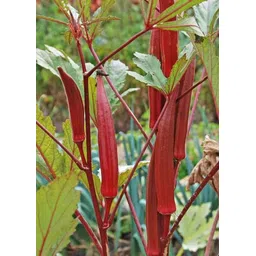 moonqulty Red Lady Finger Seeds, Lal Bhindi, Okra Seed image 1