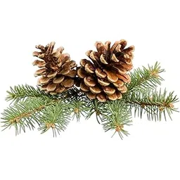 MVM e-comerce| Natural Pinecones with Hanging | Set of 12 | Large | Christmas Decorations | Home Decors | Vase Fillers | Multicolor-picture-18