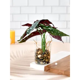 Myntra Elegant Homes Green & Transparent Begonia Artificial Plant With Pot-picture-38