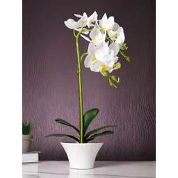 Myntra Elegant Homes White 1 Pieces Orchid Artificial Plant With Pot-picture-36