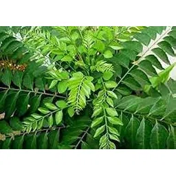 Nature Seeds Curry Leaves (Curry patta plant)-picture-19